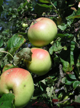 Äpplen på gren