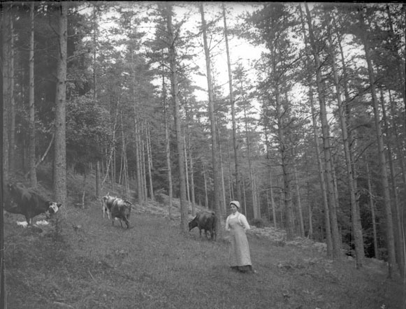 Vallflicka med kor i skogen